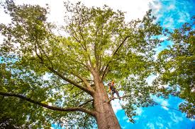 Best Fruit Tree Pruning  in Henderson, TN