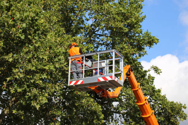 Best Tree Maintenance Programs  in Henderson, TN