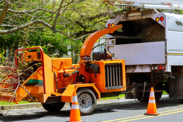 Reliable Henderson, TN Tree Services Solutions