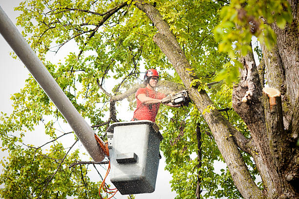 Best Storm Damage Tree Cleanup  in Henderson, TN